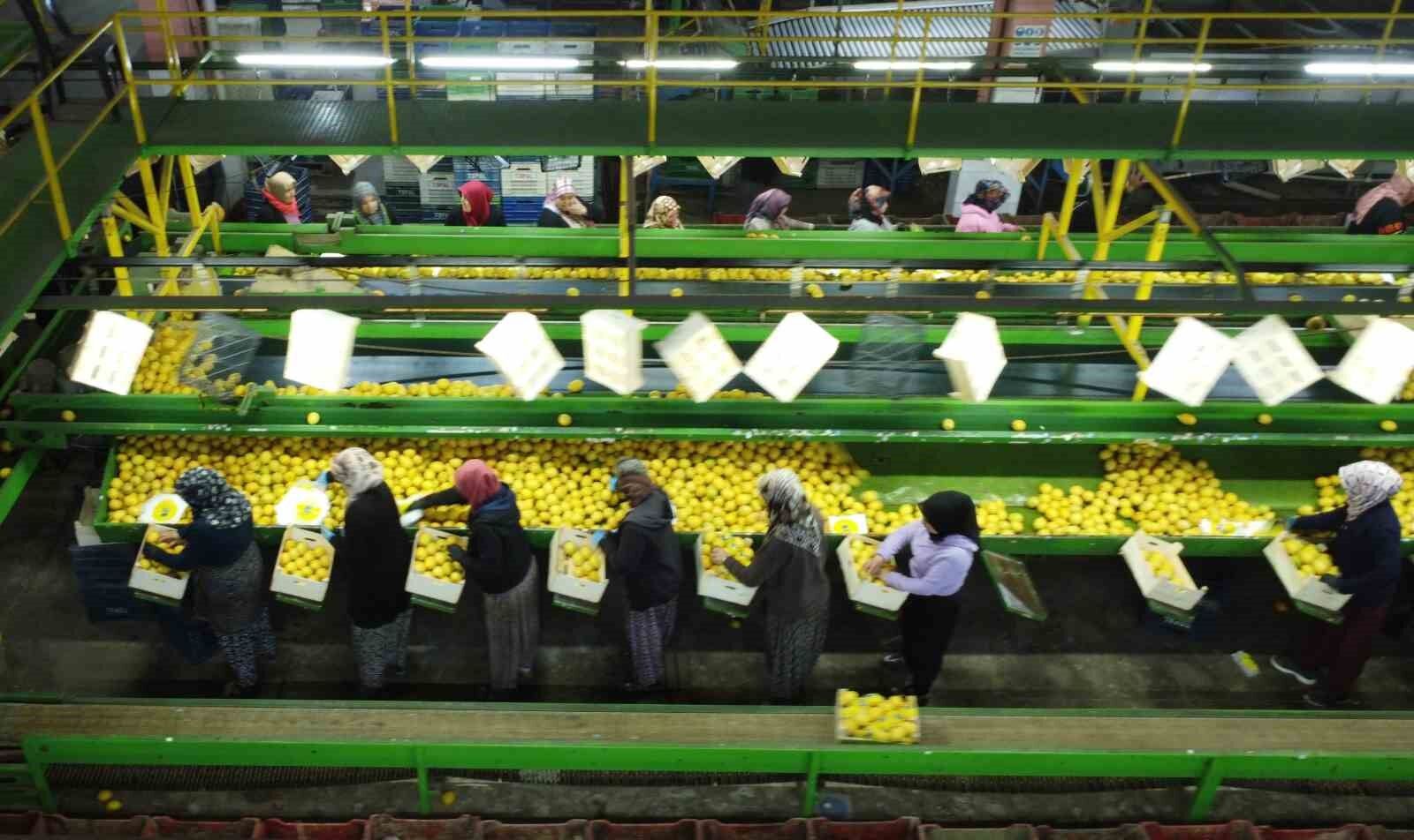 Mersin’de Limon Mesaisi Sona Eriyor Fiyatlar 35 50 Tl Bandında! (2)