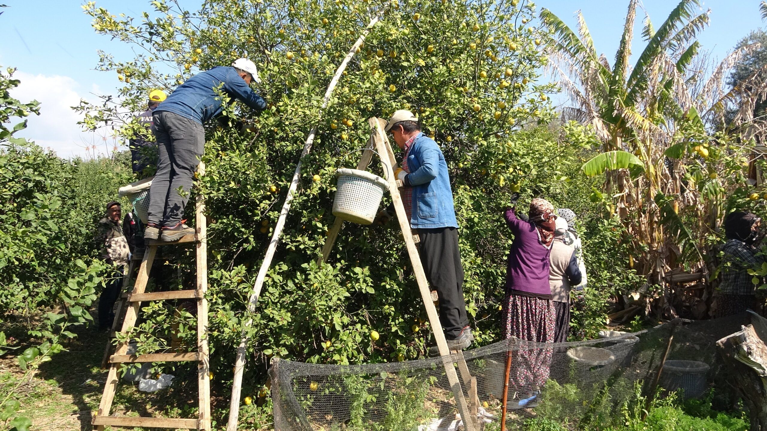 Mersin’de Limon Mesaisi Sona Eriyor Fiyatlar 35 50 Tl Bandında!