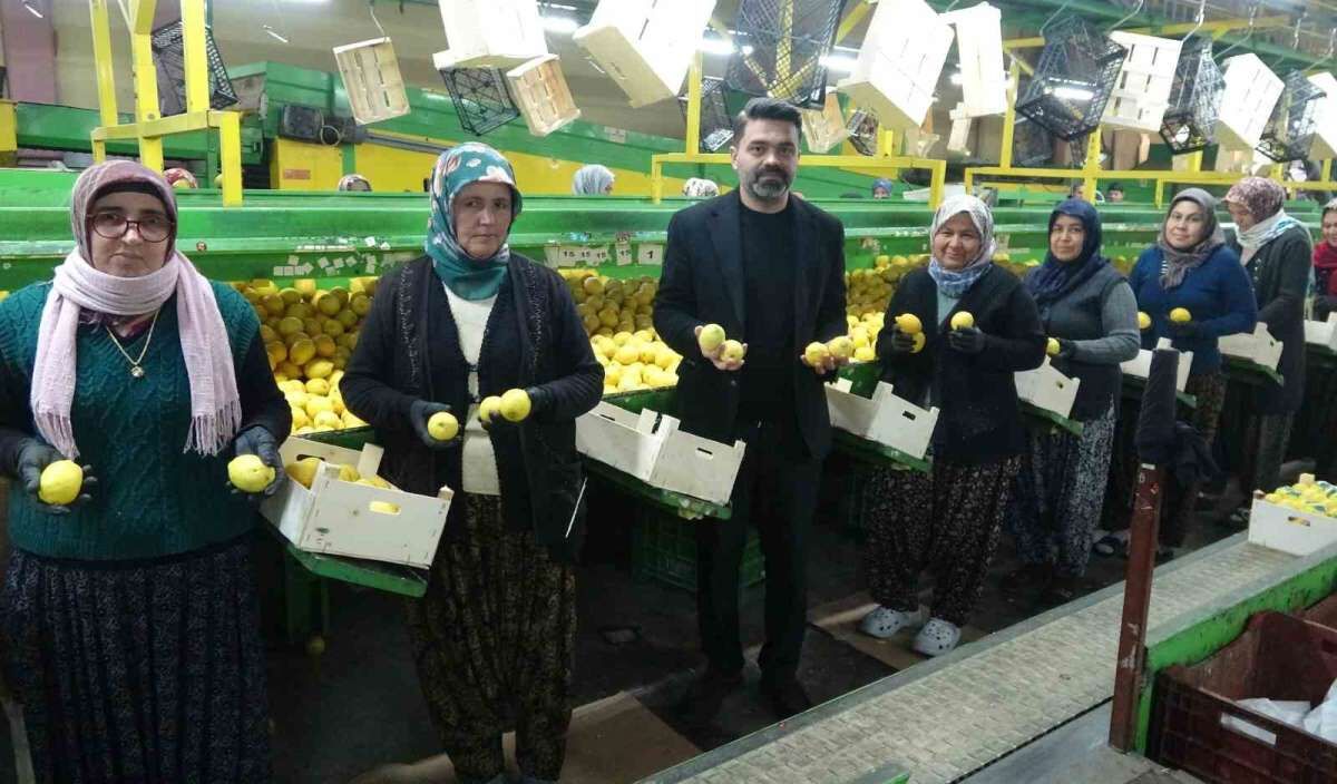 Mersin’de Limon Mesaisi Sona Eriyor Fiyatlar 35 50 Tl Bandında!B