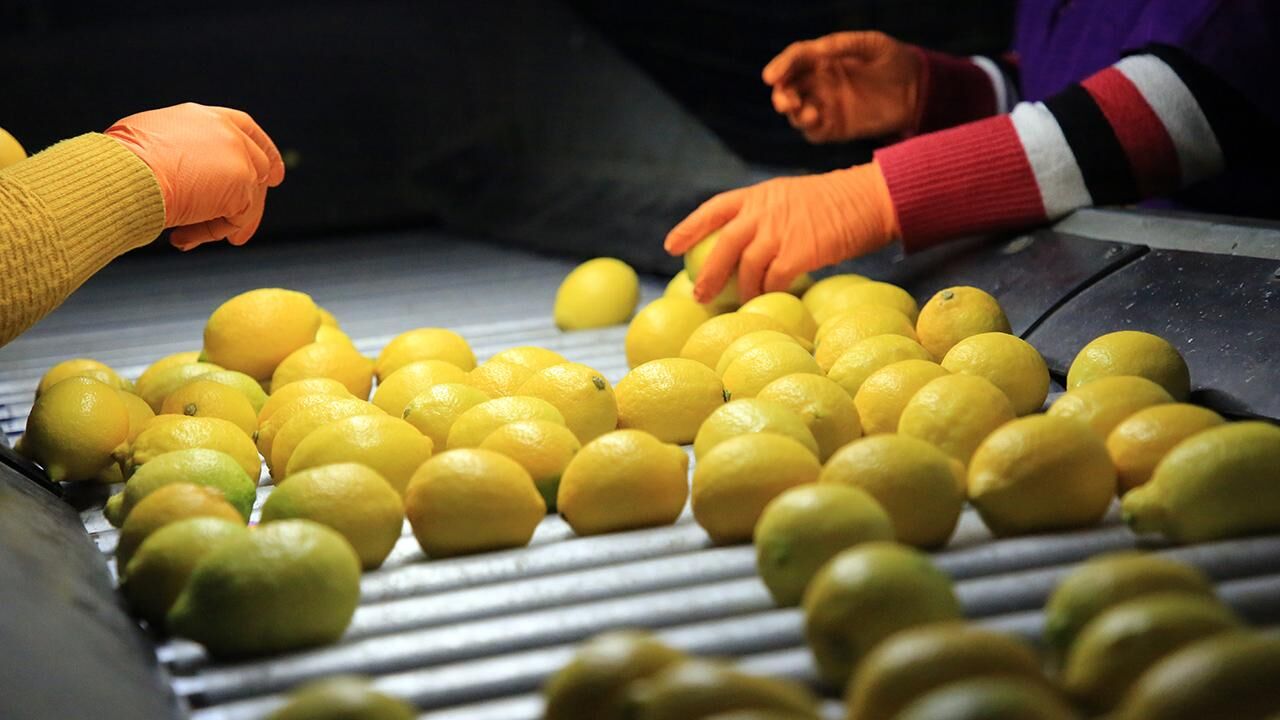 Mersin’de Limon Mesaisi Sona Eriyor Fiyatlar 35 50 Tl Bandında!V