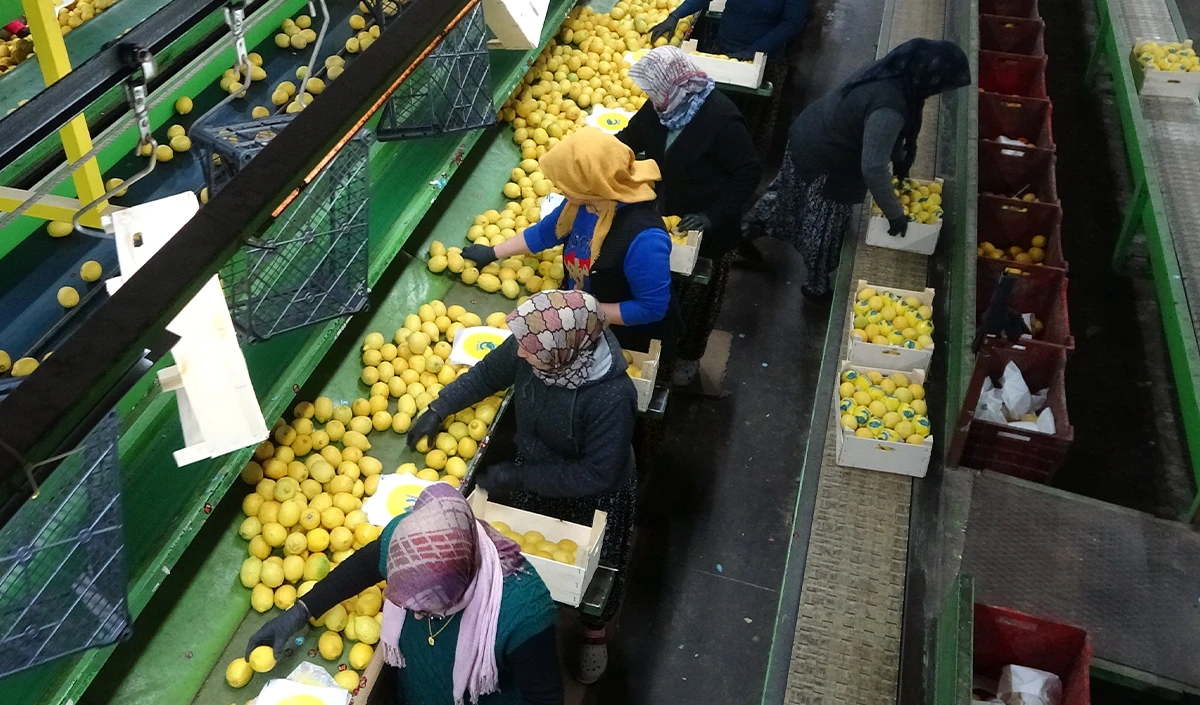Mersin’de Limon Mesaisi Sona Eriyor Fiyatlar 35 50 Tl Bandında!Z