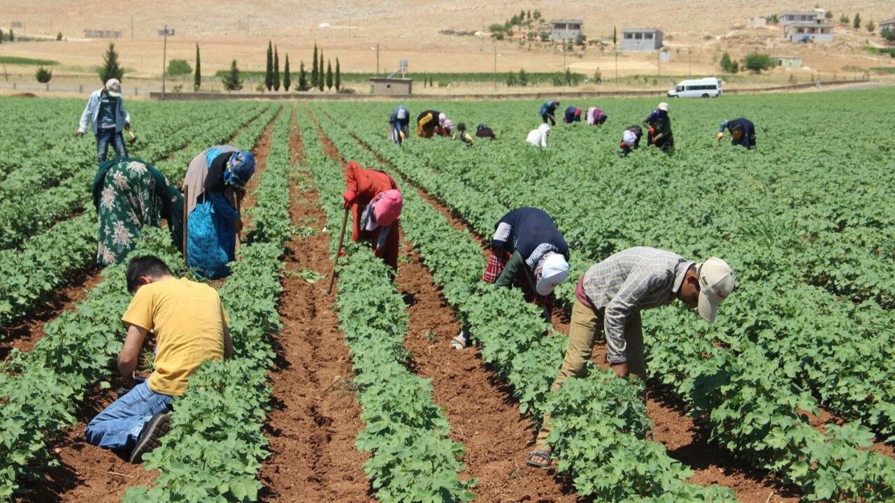 Tarım Işçisinin Alın Teri Kaç Tl Oldu Tüi̇k Açıkladı İşte 2025 Yılı Ücretleri!V