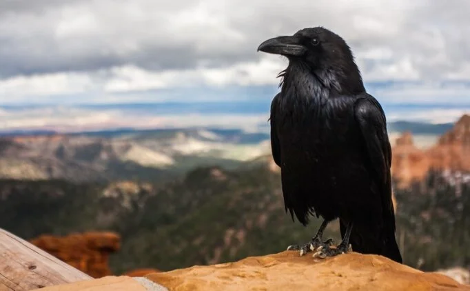 Tel Aviv'i Kargalar Bastı! Peki Bu Ne Anlama Geliyor 5465