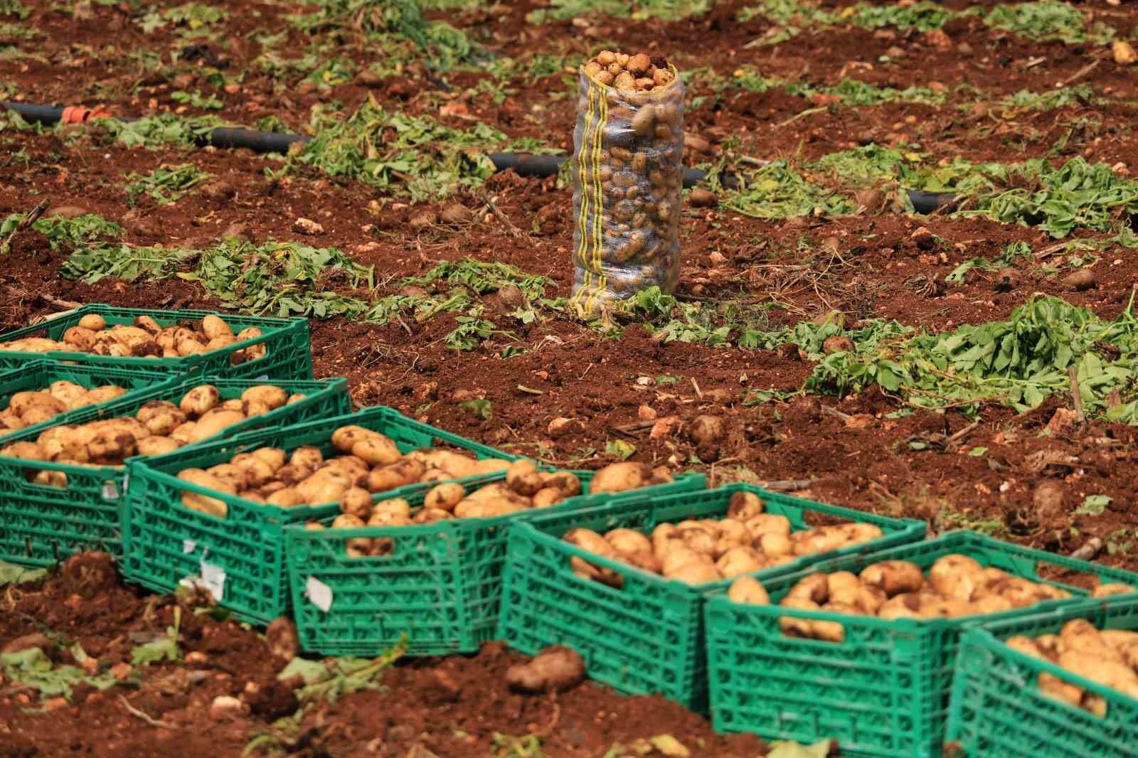 Adana’da Patates Mesaisi Buruk Başladı Rekolte 5 Tondan 3 Tona Geriledi!I