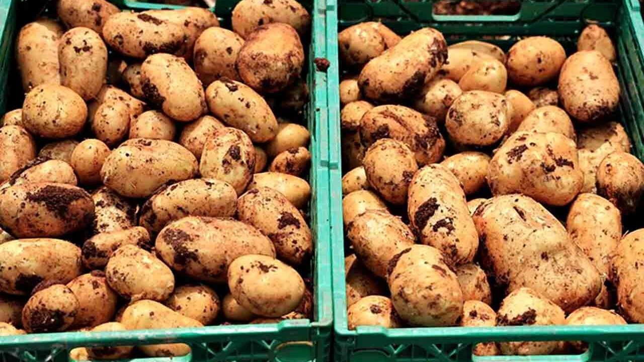 Adana’da Patates Mesaisi Buruk Başladı Rekolte 5 Tondan 3 Tona Geriledi!K-1