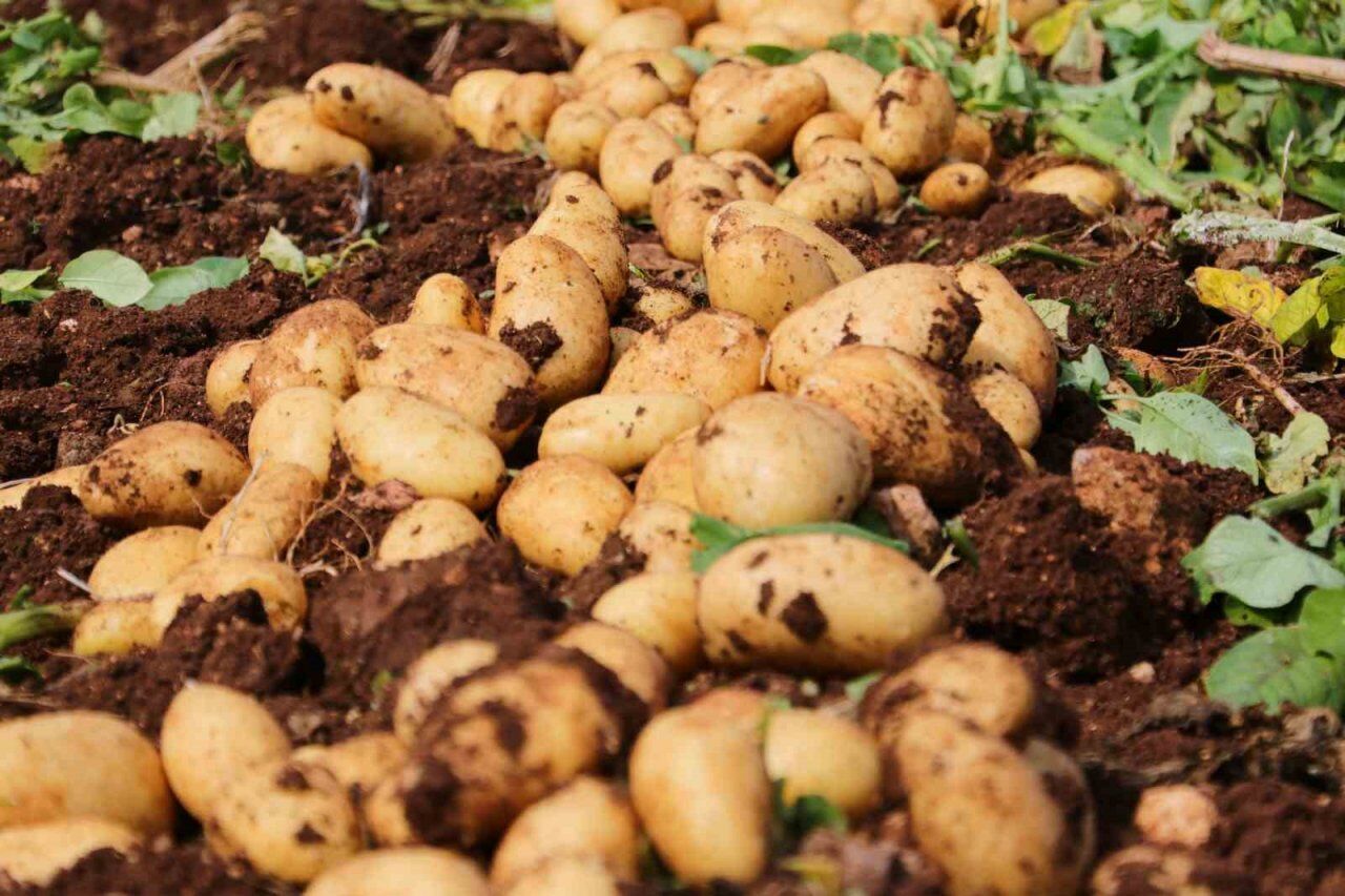 Adana’da Patates Mesaisi Buruk Başladı Rekolte 5 Tondan 3 Tona Geriledi!K