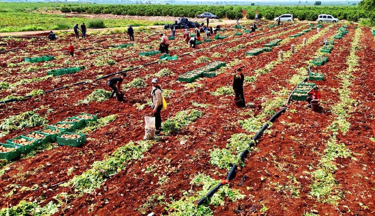 Adana’da Patates Mesaisi Buruk Başladı Rekolte 5 Tondan 3 Tona Geriledi!M
