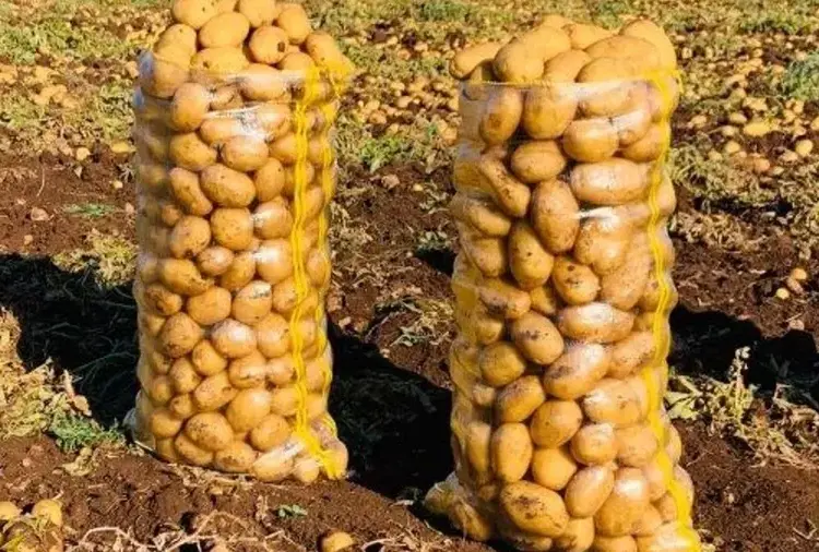 Adana’da Patates Mesaisi Buruk Başladı Rekolte 5 Tondan 3 Tona Geriledi!S