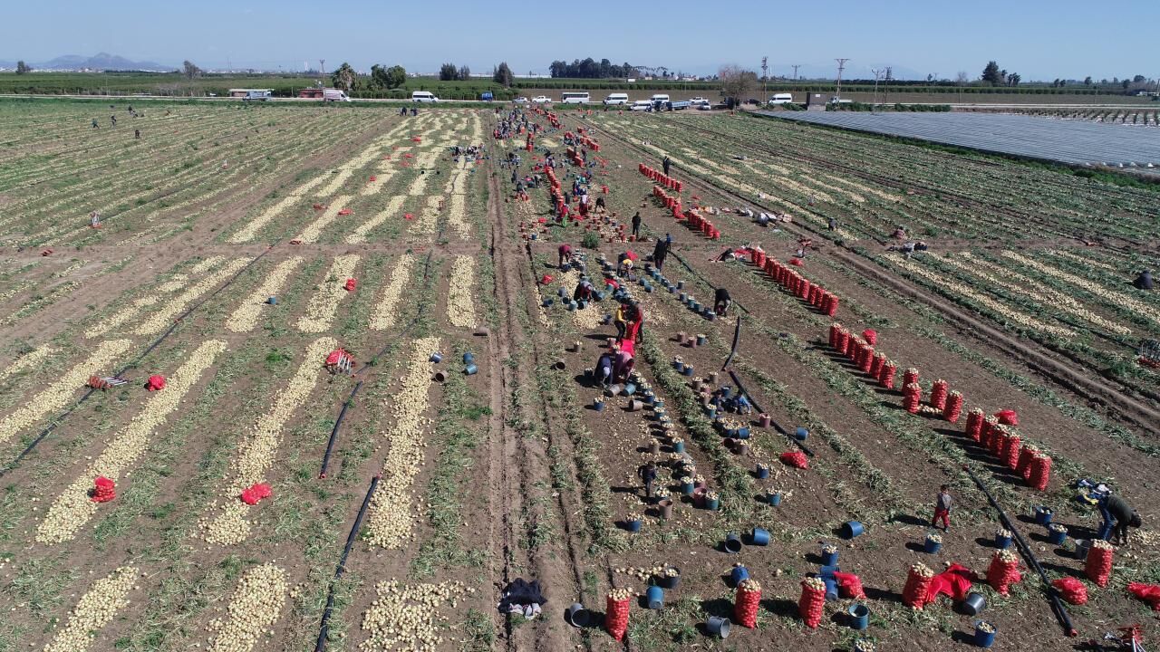 Adana’da Soğan Sezonu Açıldı Çiftçinin Gözü 15 Lirada!N (2)