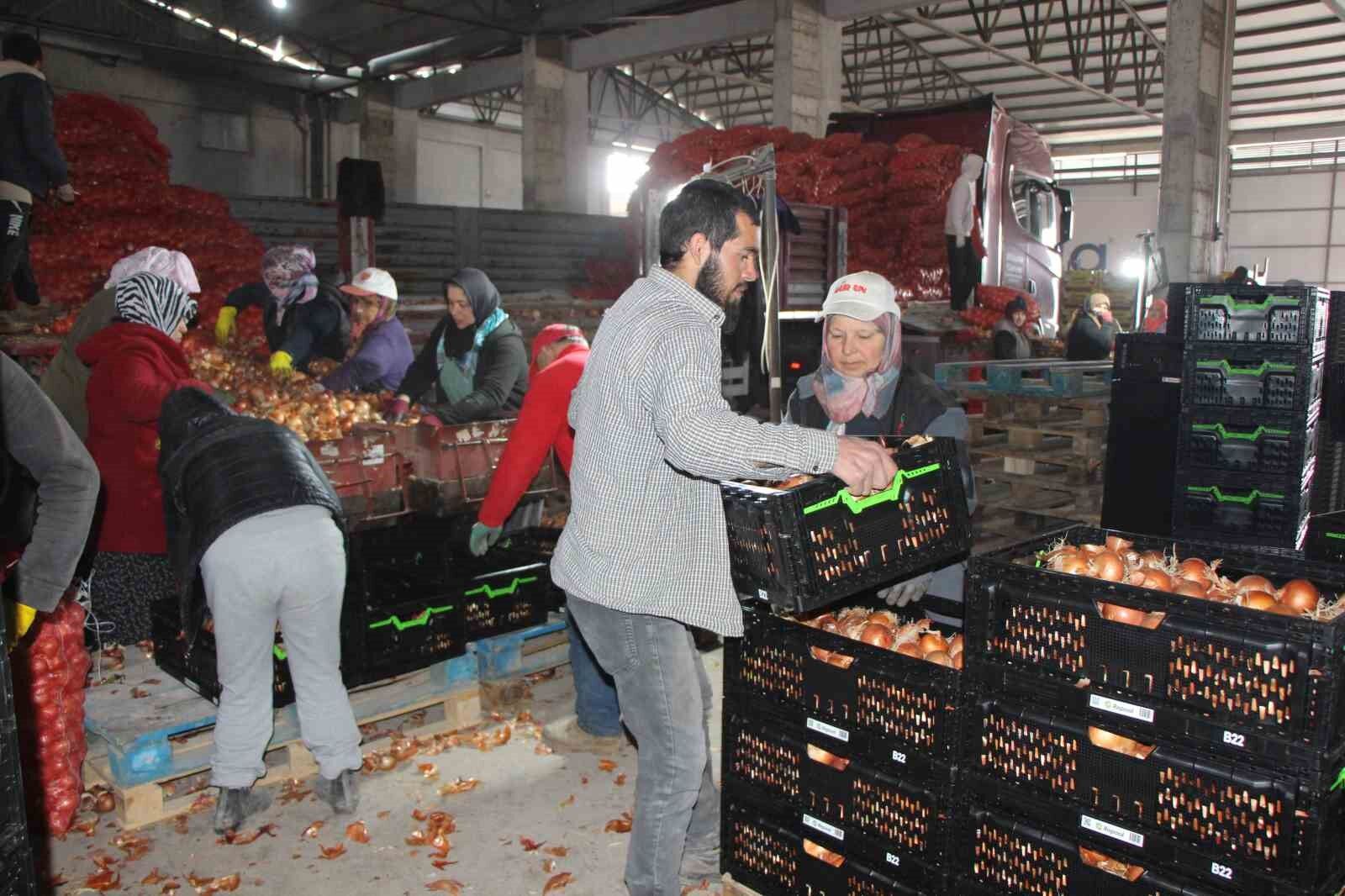 Amasya Soğanı Çürümekten Kurtuldu, Dünyaya Açıldı Depoda 7.5, Pazarda 15 Tl!Q