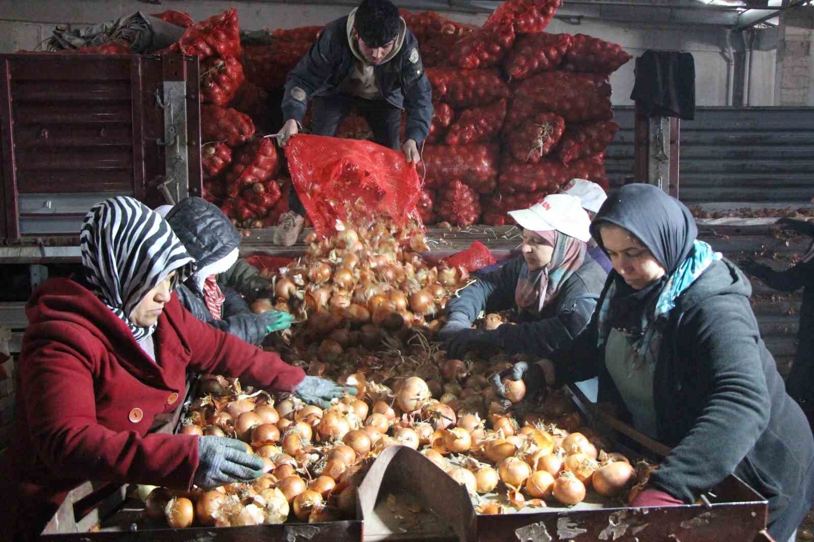 Amasya Soğanı Çürümekten Kurtuldu, Dünyaya Açıldı Depoda 7.5, Pazarda 15 Tl!S