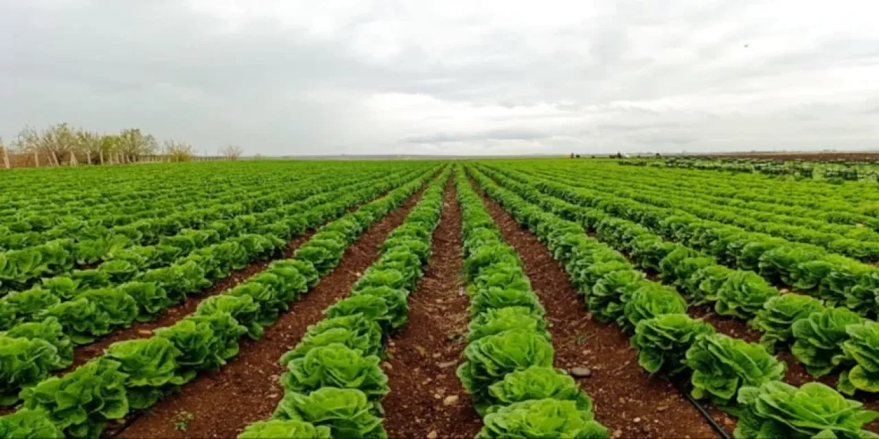 Bu Yıl Ekmeyen Bin Pişman Marul Fiyatları Uçuşa Geçti!-1