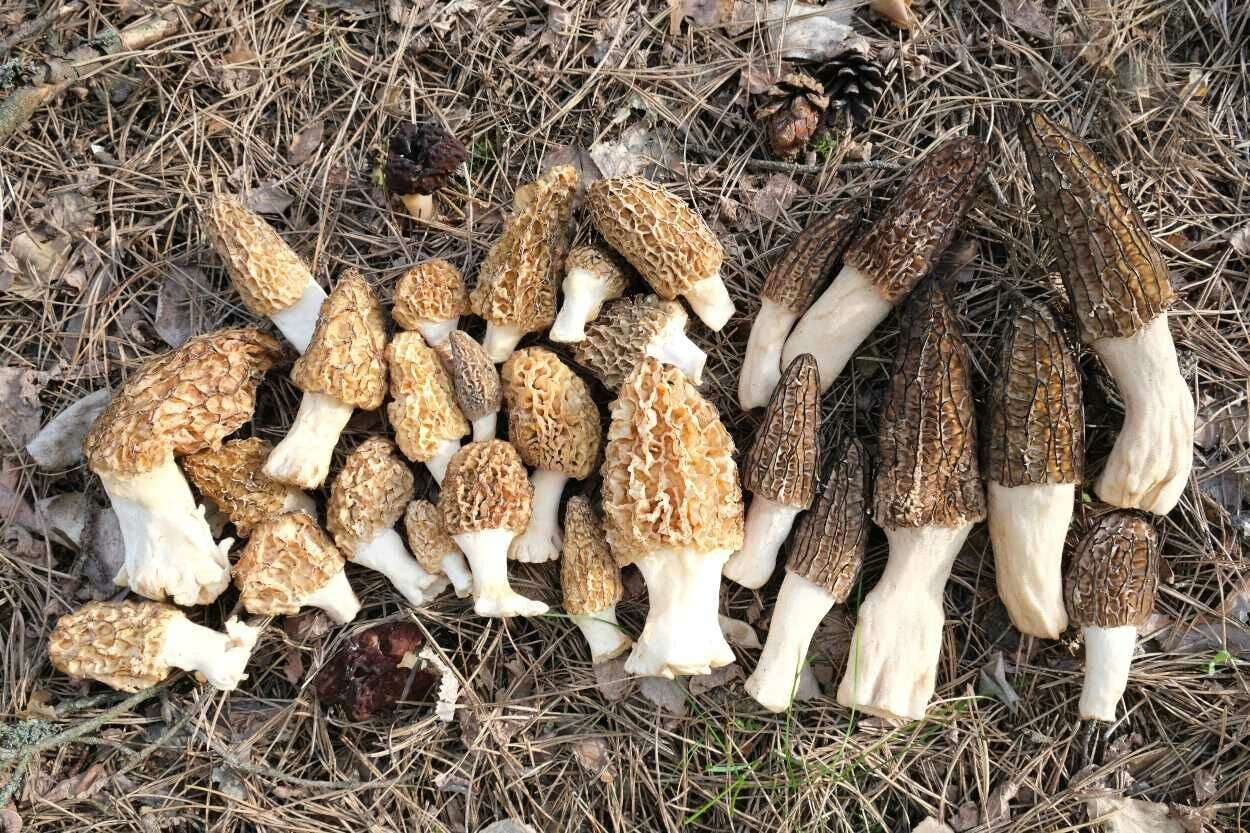 Dağlardan Servet Fışkırıyor! Manisa'da Kuzu Göbeği Bereketi Başladı Kilosu Altınla Yarışıyor!Ğ