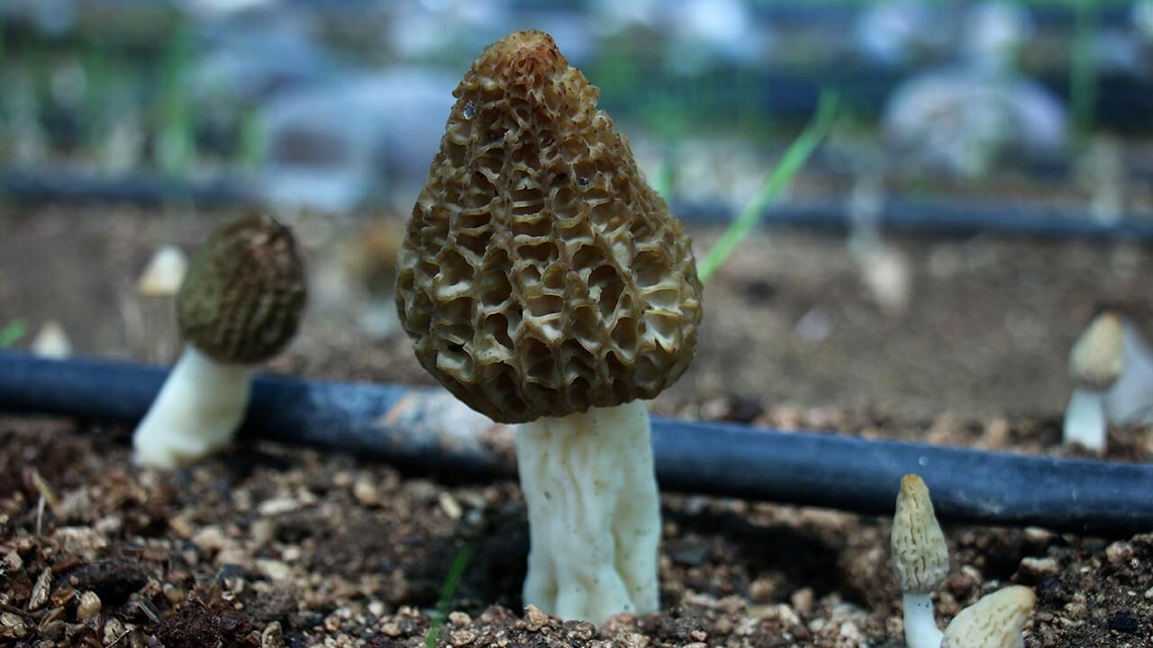 Dağlardan Servet Fışkırıyor! Manisa'da Kuzu Göbeği Bereketi Başladı Kilosu Altınla Yarışıyor!I