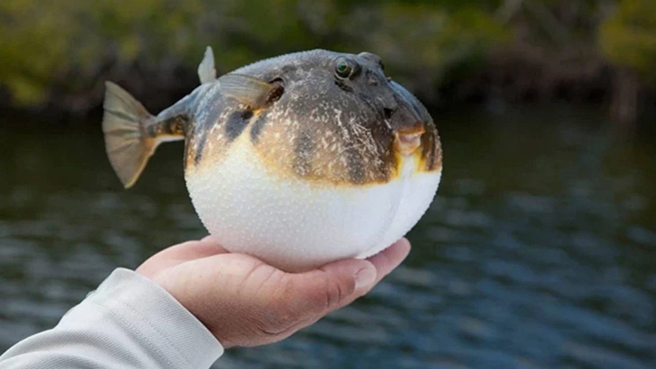 Denizlerin Istilacısına Darbe 50 Milyon Yeni Balon Balığının Önü Kesildi!M