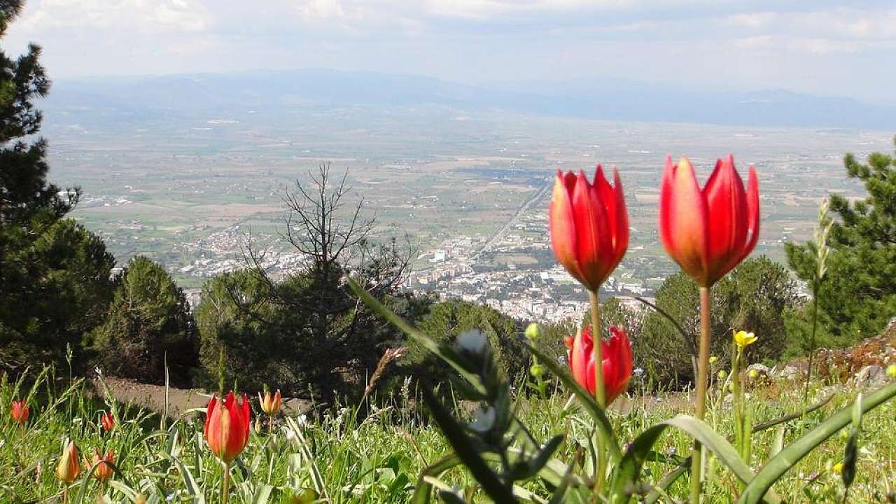 Görmesi Bedava Koparan Yandı Tek Bir Çiçek Için Rekor Ceza!S