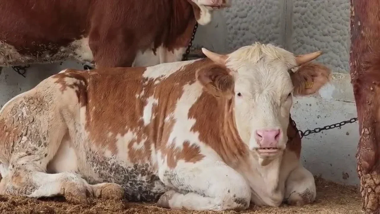 Kurban Pazarlarında Bayram Mesaisi Başladı Gözler Fiyatlarda, Eller Pazarlıkta!H