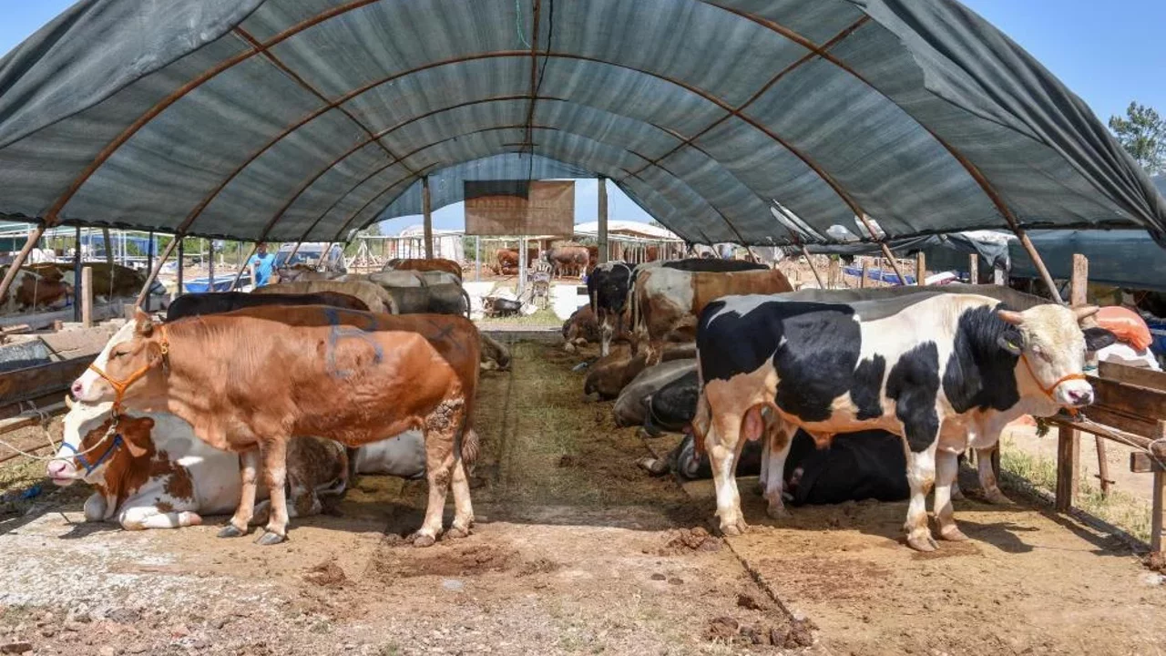 Kurban Pazarlarında Bayram Mesaisi Başladı Gözler Fiyatlarda, Eller Pazarlıkta!I