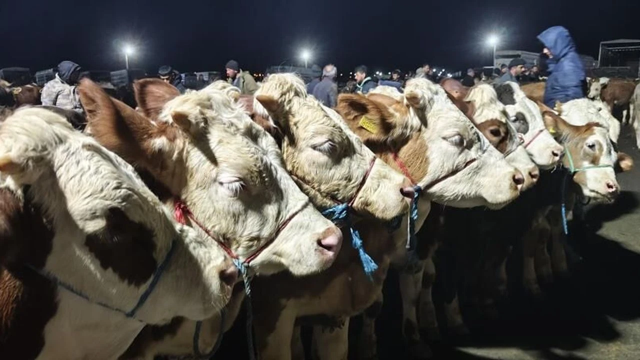 Kurban Pazarlarında Bayram Mesaisi Başladı Gözler Fiyatlarda, Eller Pazarlıkta!S