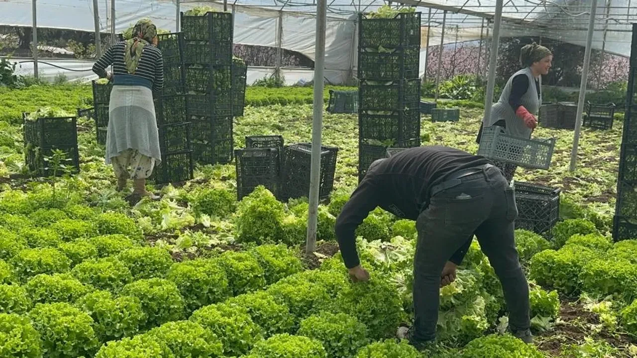 Marul Alacaklar Dikkat! Tarladaki Fiyatı Başka, Tezgâhtaki Başka Aradaki Fark Dudak Uçuklatıyor!H