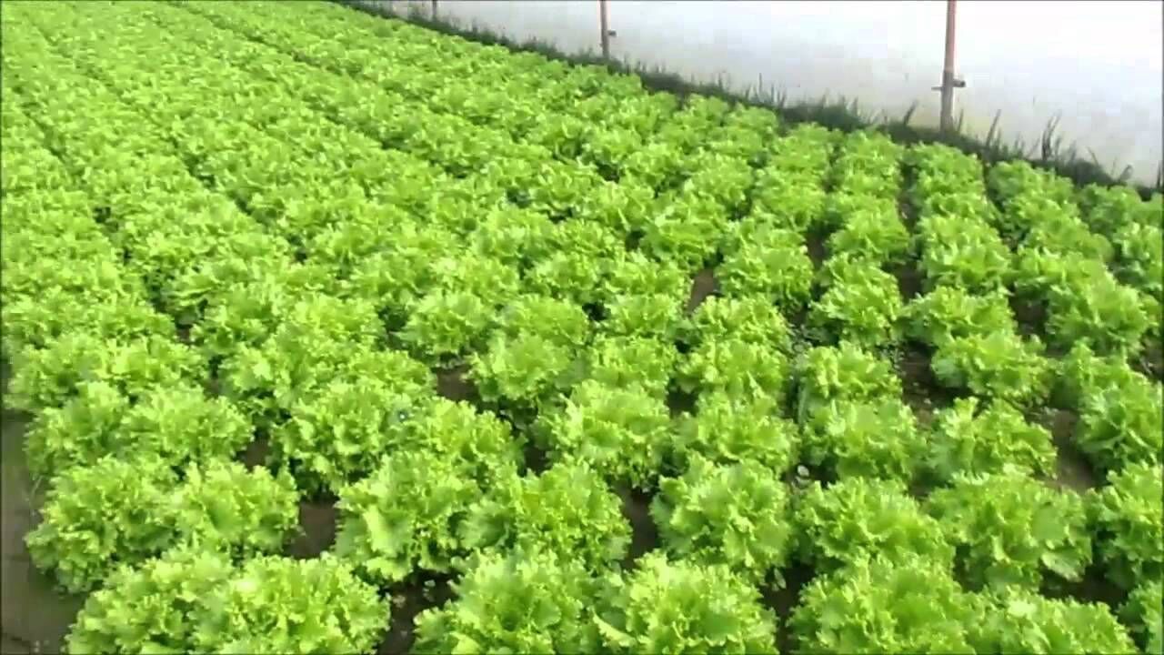 Marul Alacaklar Dikkat! Tarladaki Fiyatı Başka, Tezgâhtaki Başka Aradaki Fark Dudak Uçuklatıyor!V