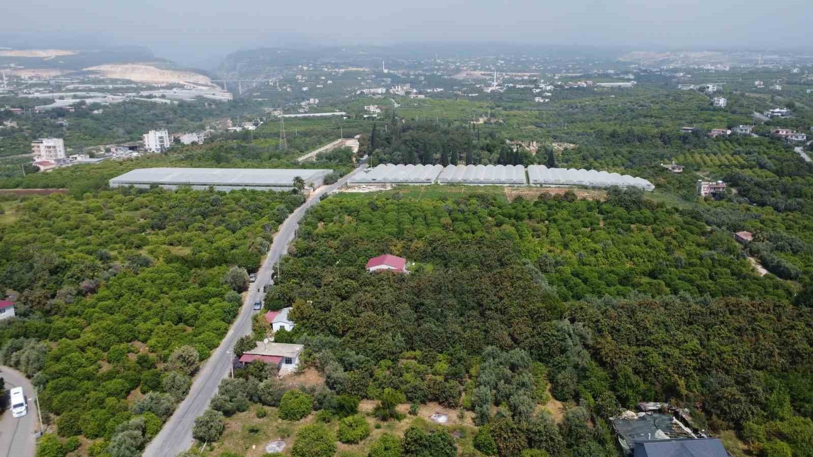 Mersin'de Sarı Altın Sezonun Açıldı Bahçede 100 Tl, Yurt Dışında 4 Dolar!