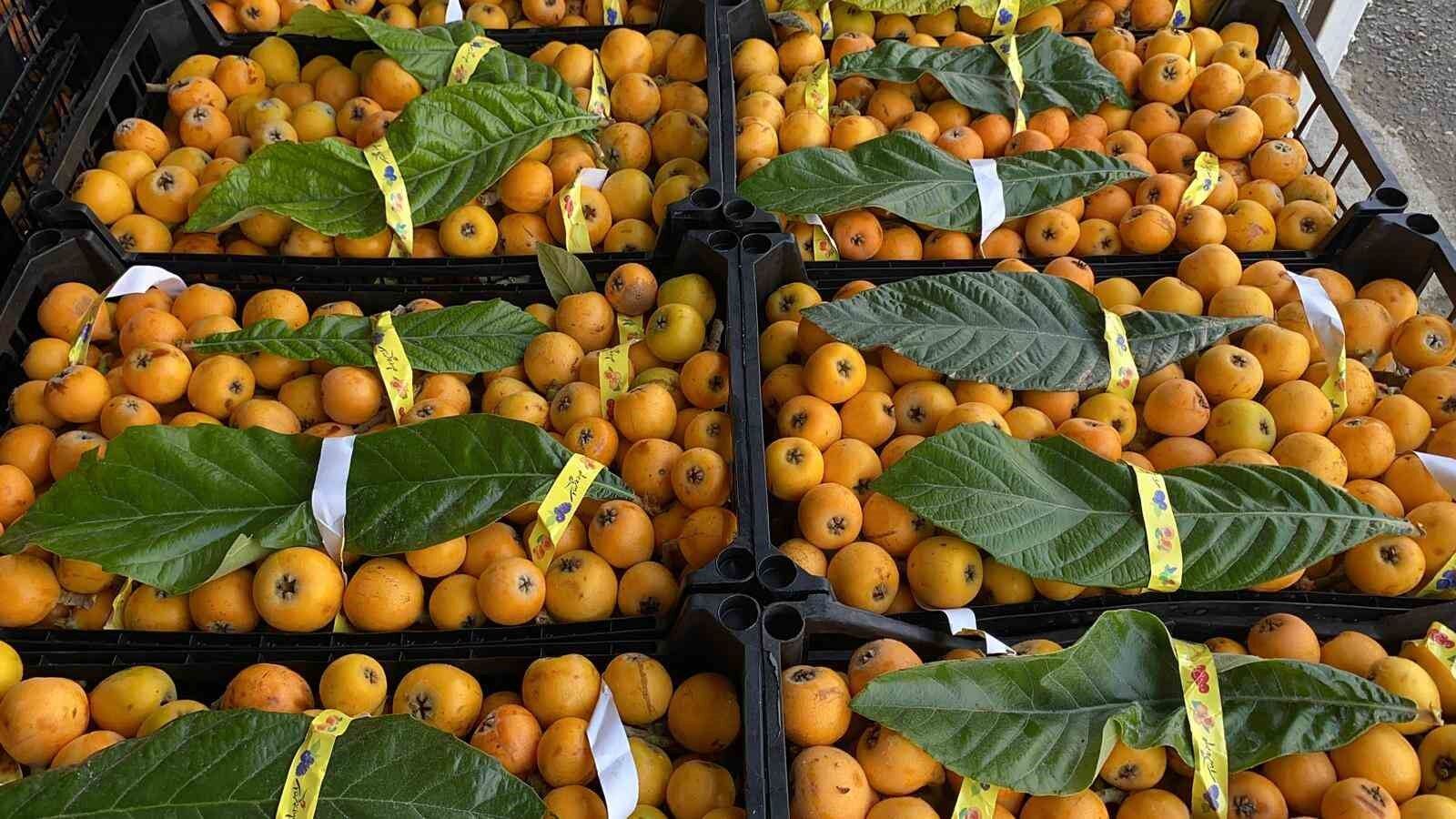 Mersin'de Sarı Altın Sezonun Açıldı Bahçede 100 Tl, Yurt Dışında 4 Dolar!M