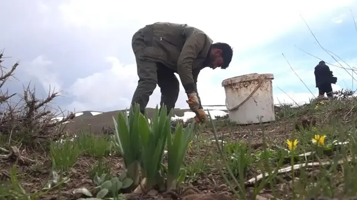 Muş Dağlarında Gulik Mesaisi Başladı!