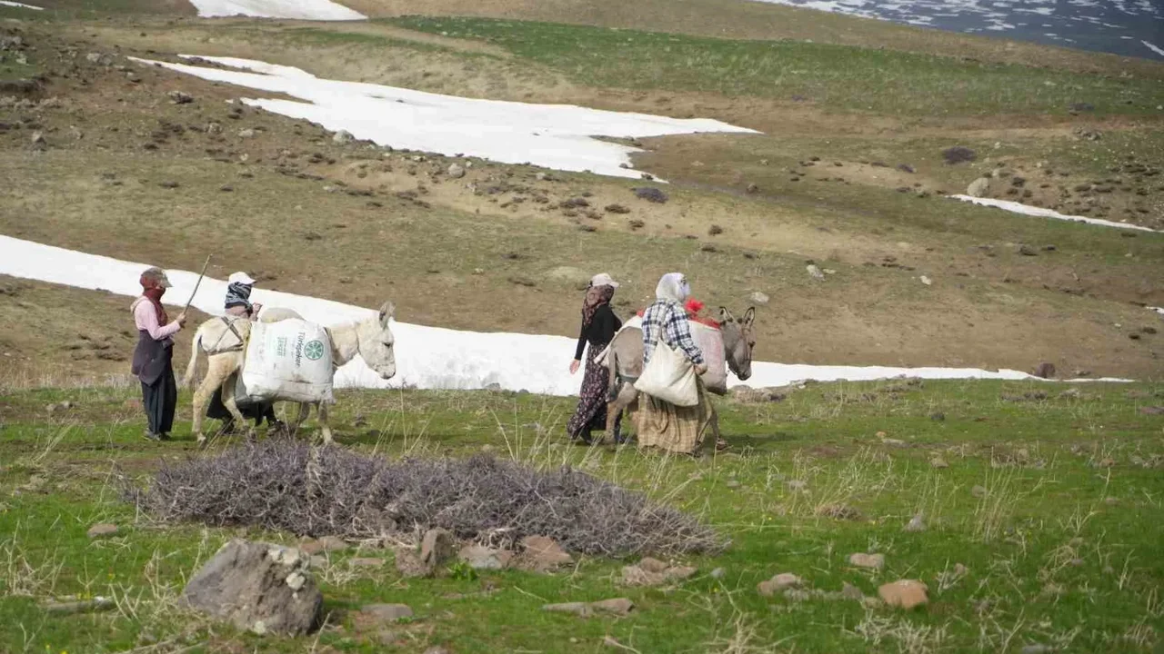 Muş Dağlarında Gulik Mesaisi Başladı!N