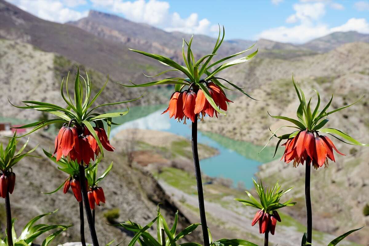 Siirt Ve Şırnak Dağlarında Ağlayan Gelin Göründü Koparmanın Cezası 700 Bin Tl!D