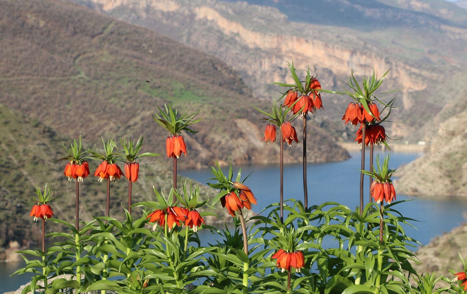 Siirt Ve Şırnak Dağlarında Ağlayan Gelin Göründü Koparmanın Cezası 700 Bin Tl!H