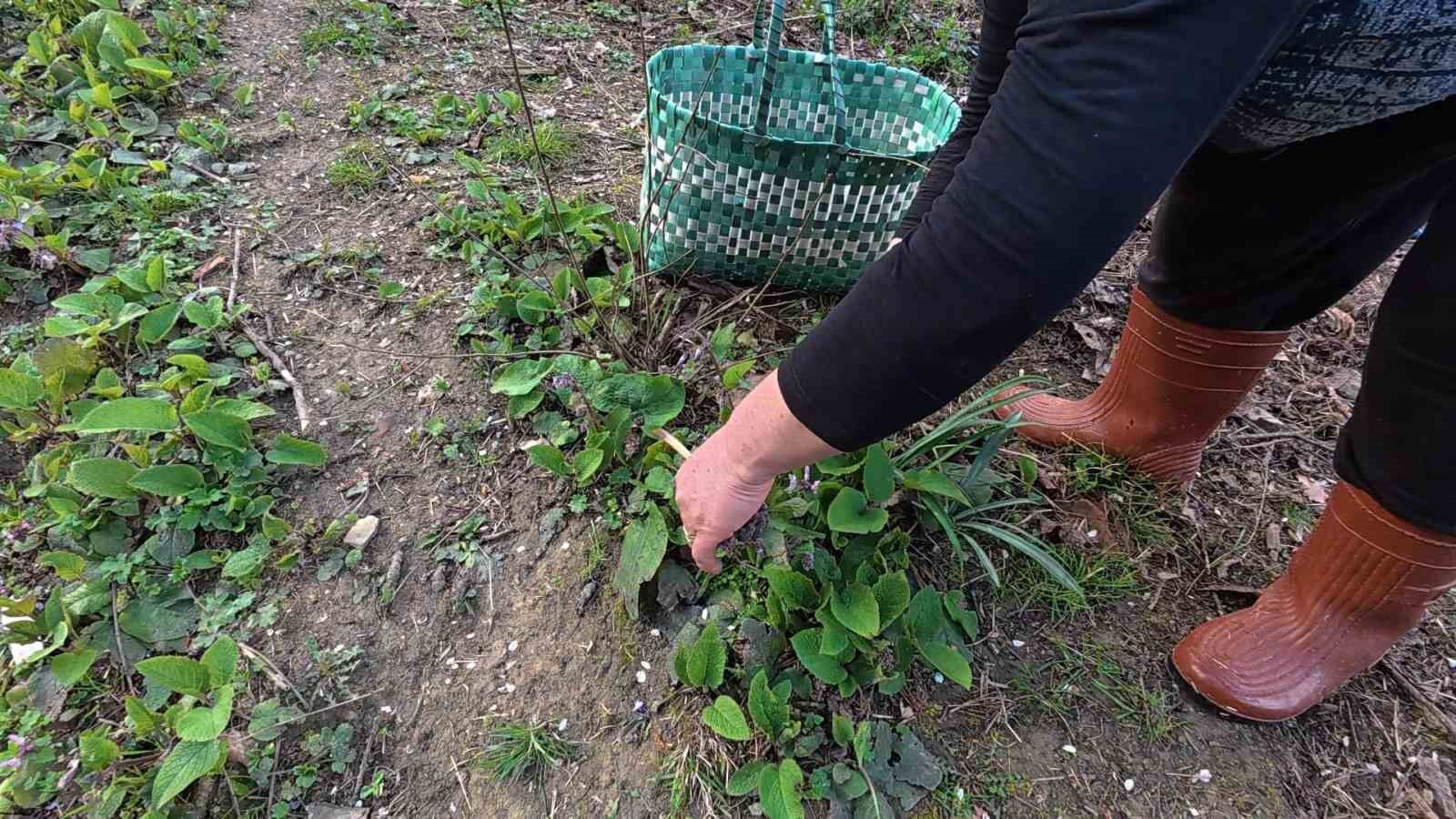 Sinop’ta Zılbıt Tezgahlara Indi Kilosu 30 Tl'den Satılıyor!A