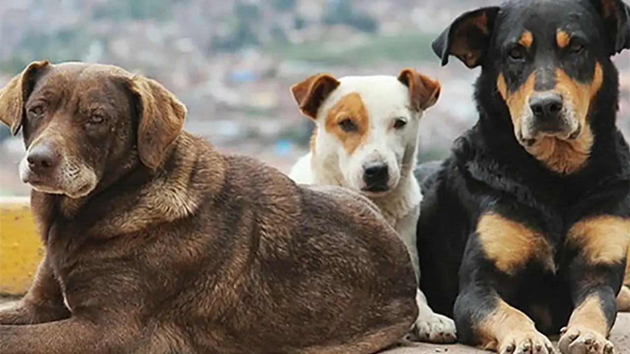 Bakan Çiftçi tarih verdi: 4 Milyon sokak köpeği toplanıyor