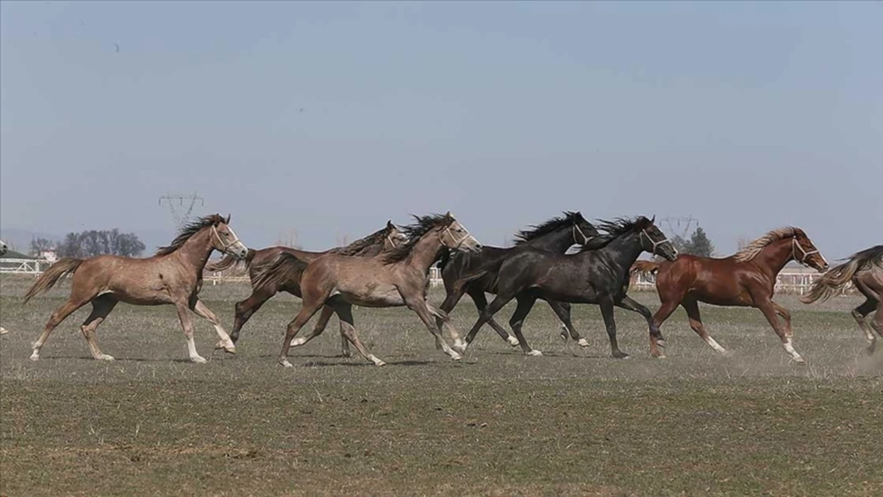 Ti̇gem 2026 Yılı Safkan Arap Tayı Satış Takvimi Belli Oldu!A