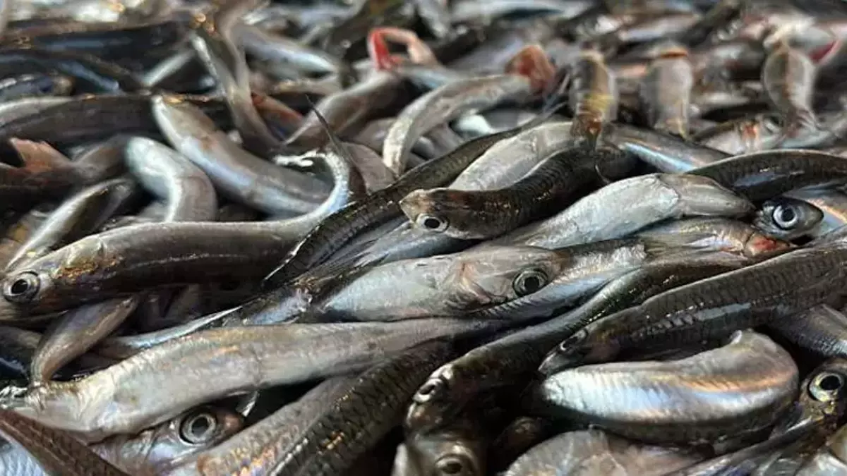 Zonguldak’ta Balık Tezgâhları Renk Değiştirdi Av Yasağı Sonrası ‘Olta’ Dönemi Başladı!G