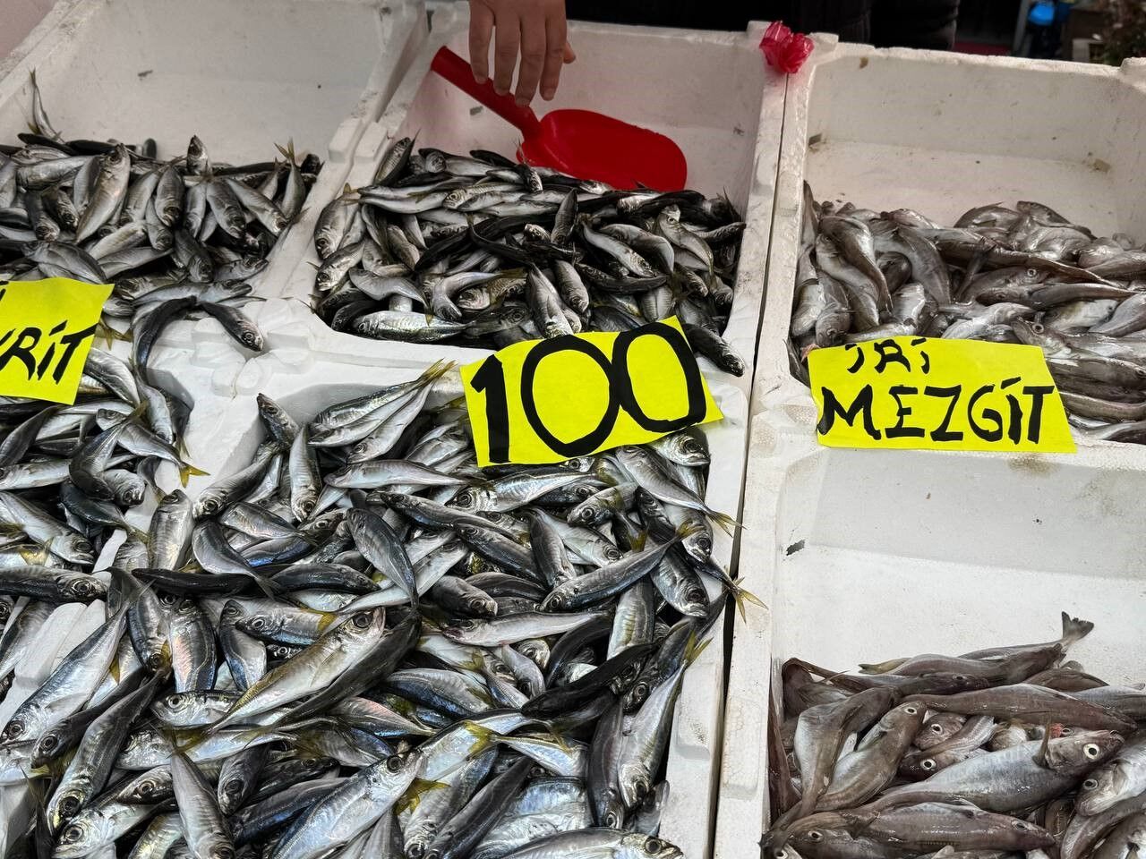 Zonguldak’ta Vatandaşın Tesellisi Istavrit Oldu Fiyatlar Neredeyse Bedava!V-1
