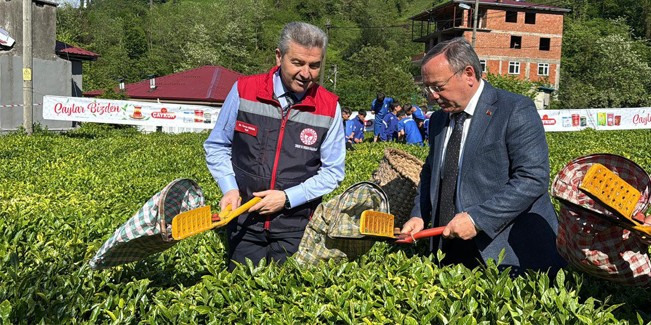 Artvin’de Çay Hasadı Bereketi Yeni Sezonun Ilk Sürgünü Toplandı!