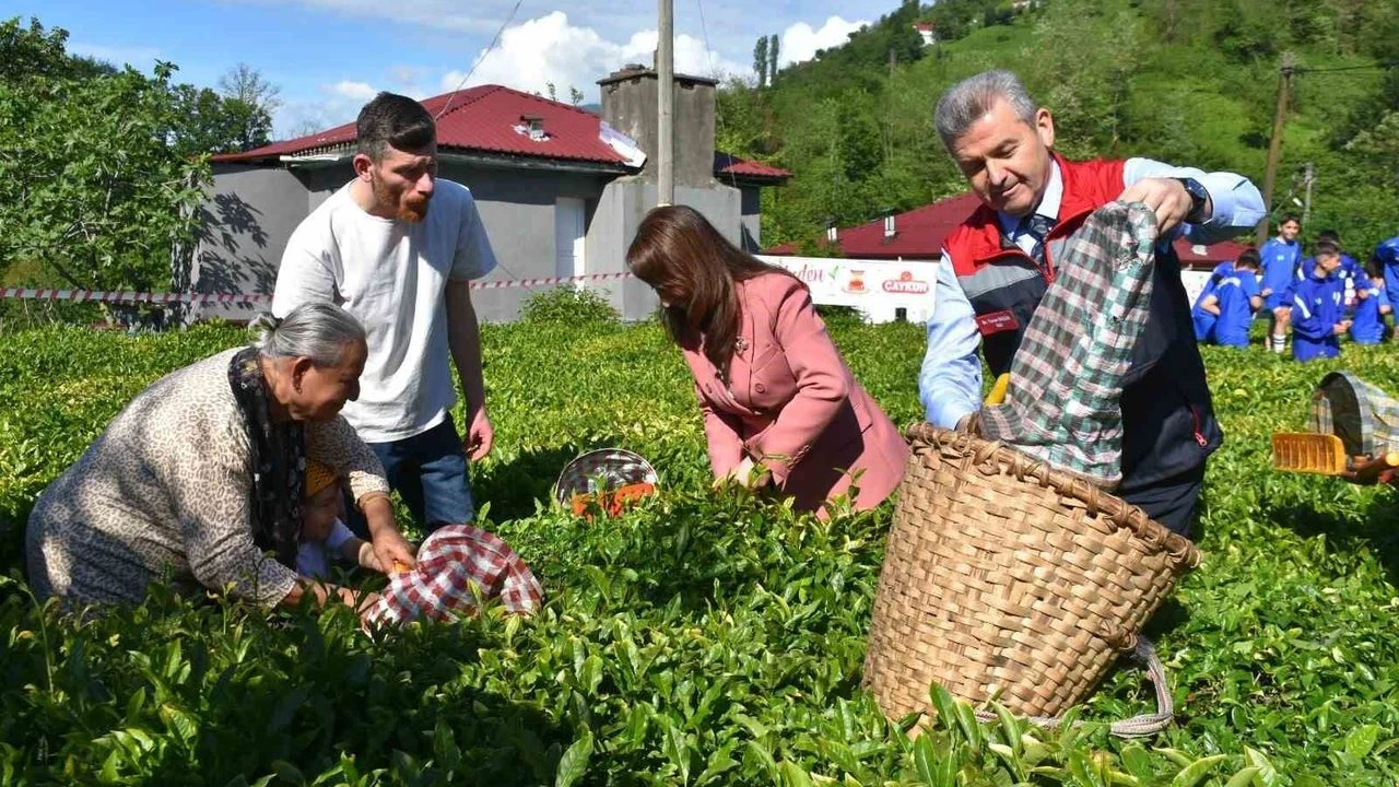 Artvin’de Çay Hasadı Bereketi Yeni Sezonun Ilk Sürgünü Toplandı!N