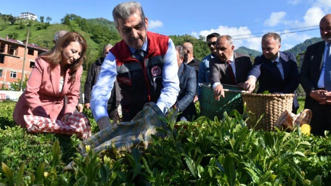 Artvin’de Çay Hasadı Bereketi Yeni Sezonun Ilk Sürgünü Toplandı!Q