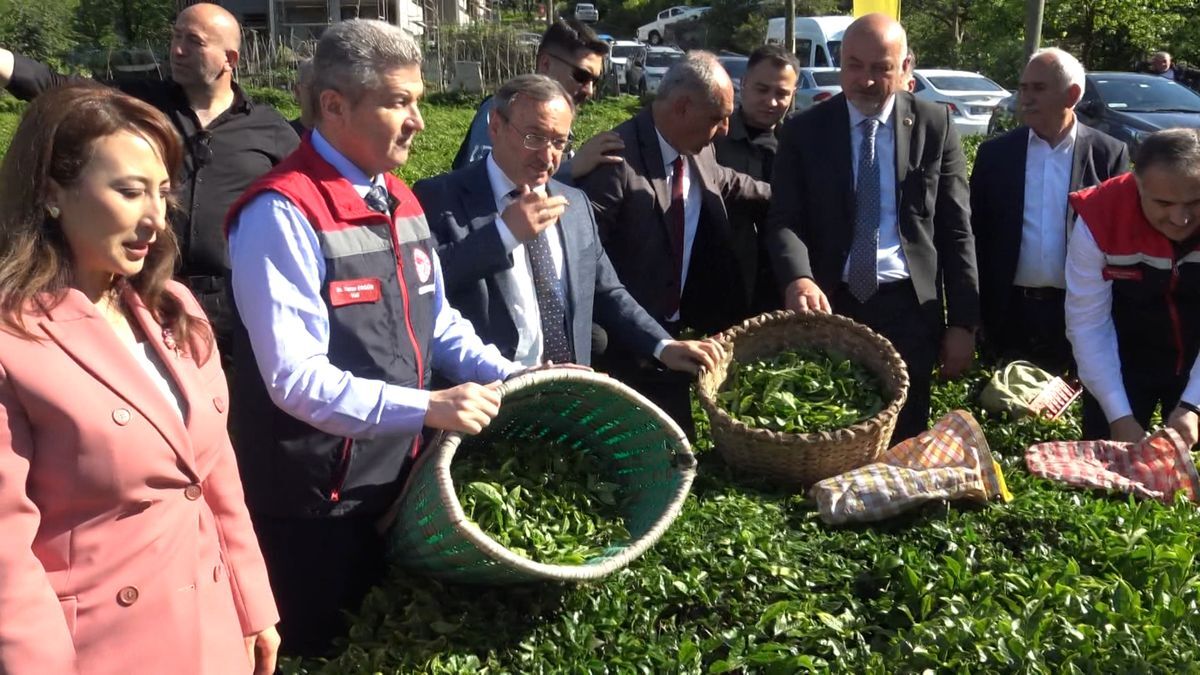 Artvin’de Çay Hasadı Bereketi Yeni Sezonun Ilk Sürgünü Toplandı!S