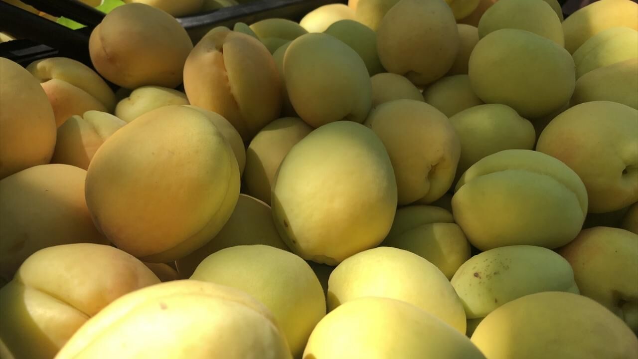 Aydın Efeler’de Kayısı Bereketi Ağaç Başına 50 Kilogram Verim!S