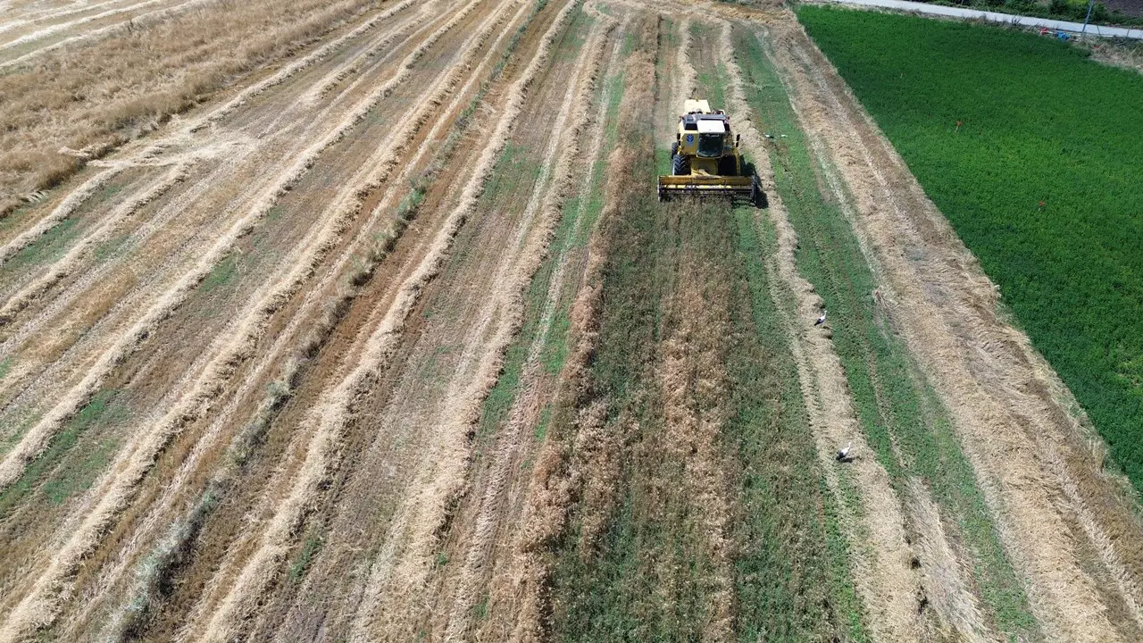 Bafra Ovası'nda Bereket Yılı 100 Bin Ton Hububat Rekoltesi Bekleniyor!N (2)