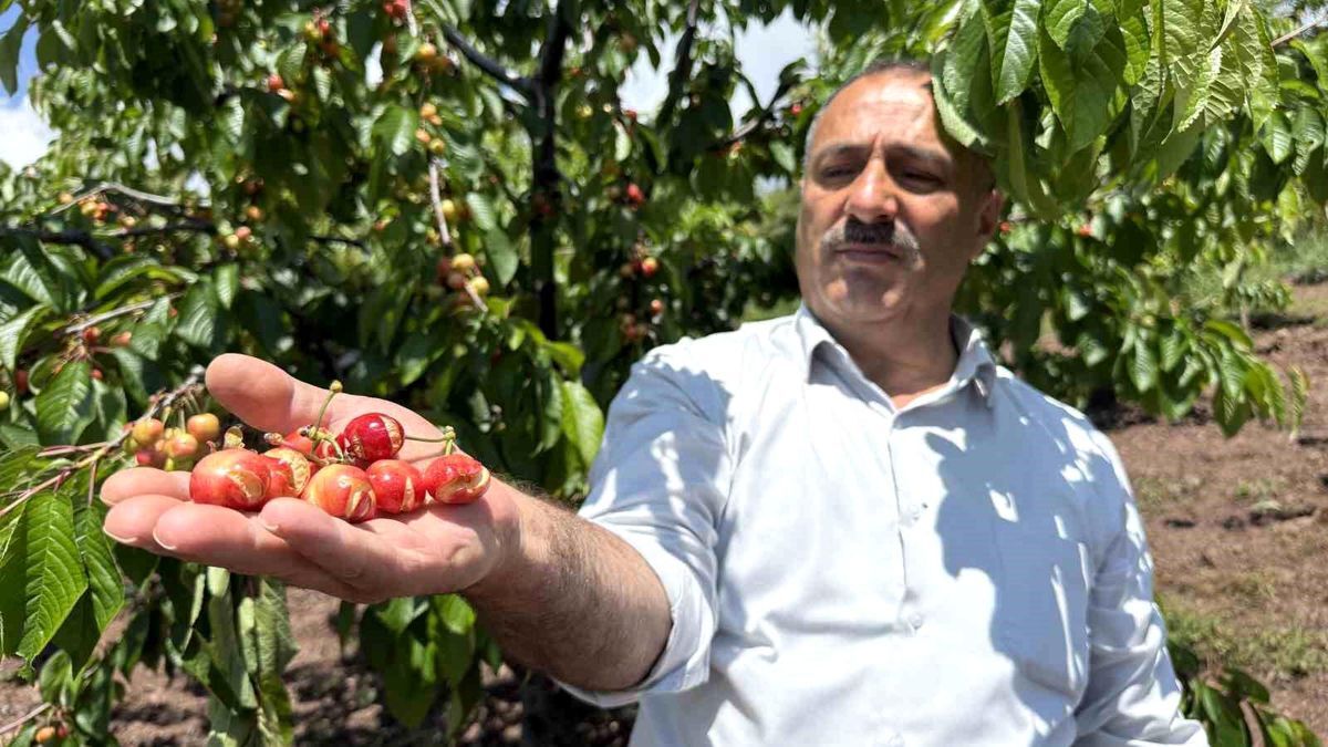 Çiftçinin Umutları Yine Dalında Kaldı! Tokat’ta Kiraz Üreticisi Iki Yıldır Perişanb