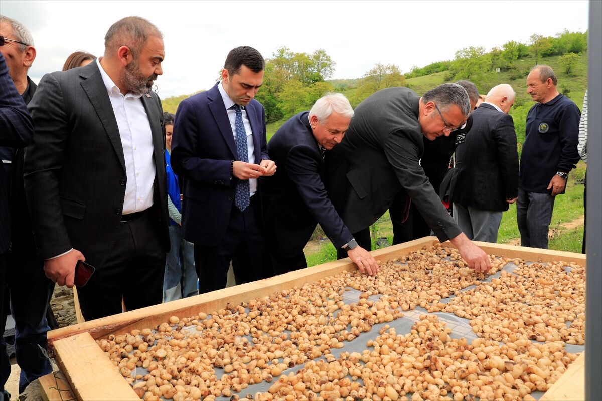 Dondurmacıların Gözü Bu Hasatta Kurusu 12 Bin Tl’ye Koşuyor!Y