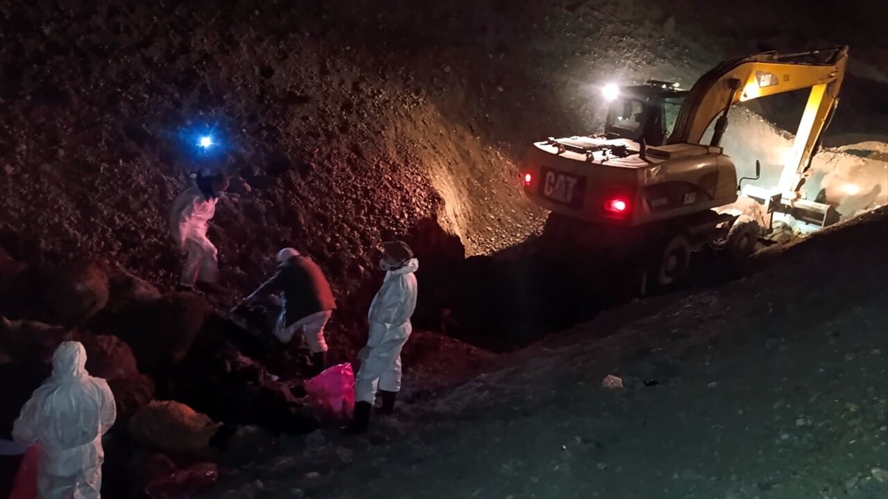 Iğdır'da Arı Dehşeti 816 Koyun Telef Oldu (3)