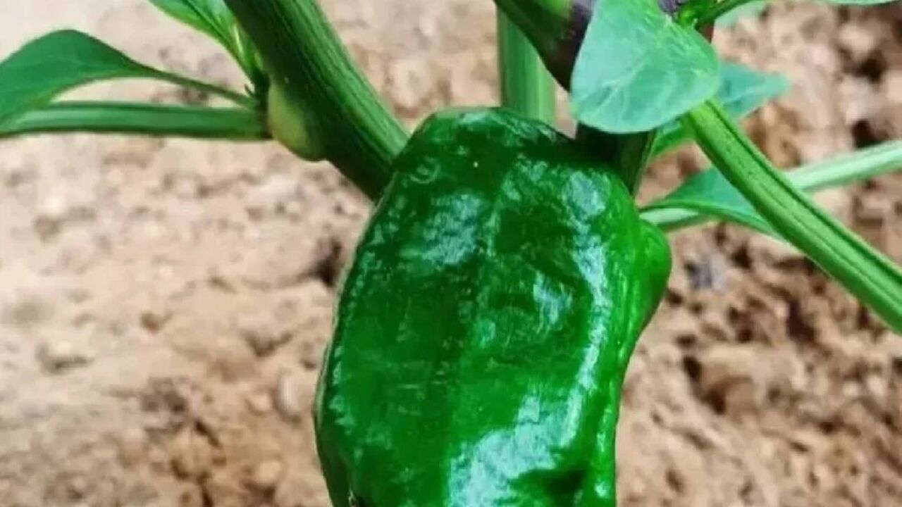 Mideyi Yakmıyor, Cebi Yakıyor! Kilosu Tam 400 Lira... (2)