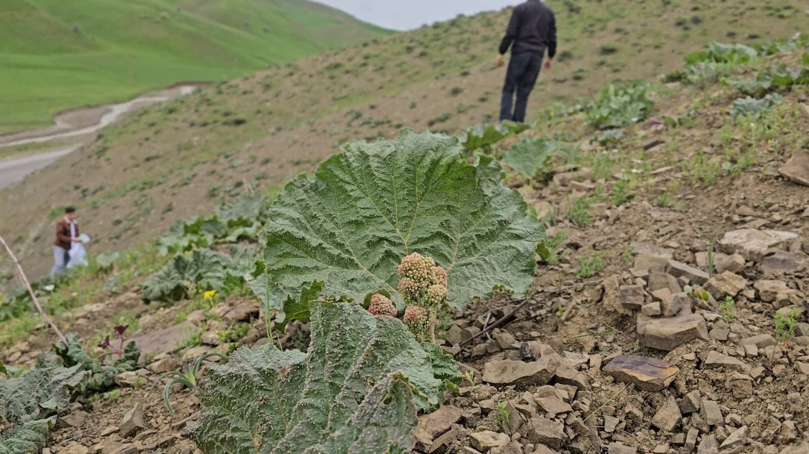 Muş’ta “Uçkun” Sezonu Açıldı Kilosu 150 Liradan Satılıyor! (2)