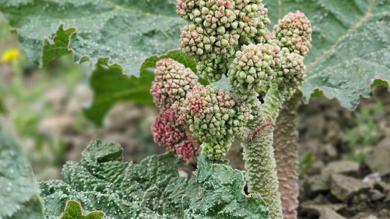 Muş’ta “Uçkun” Sezonu Açıldı Kilosu 150 Liradan Satılıyor!S