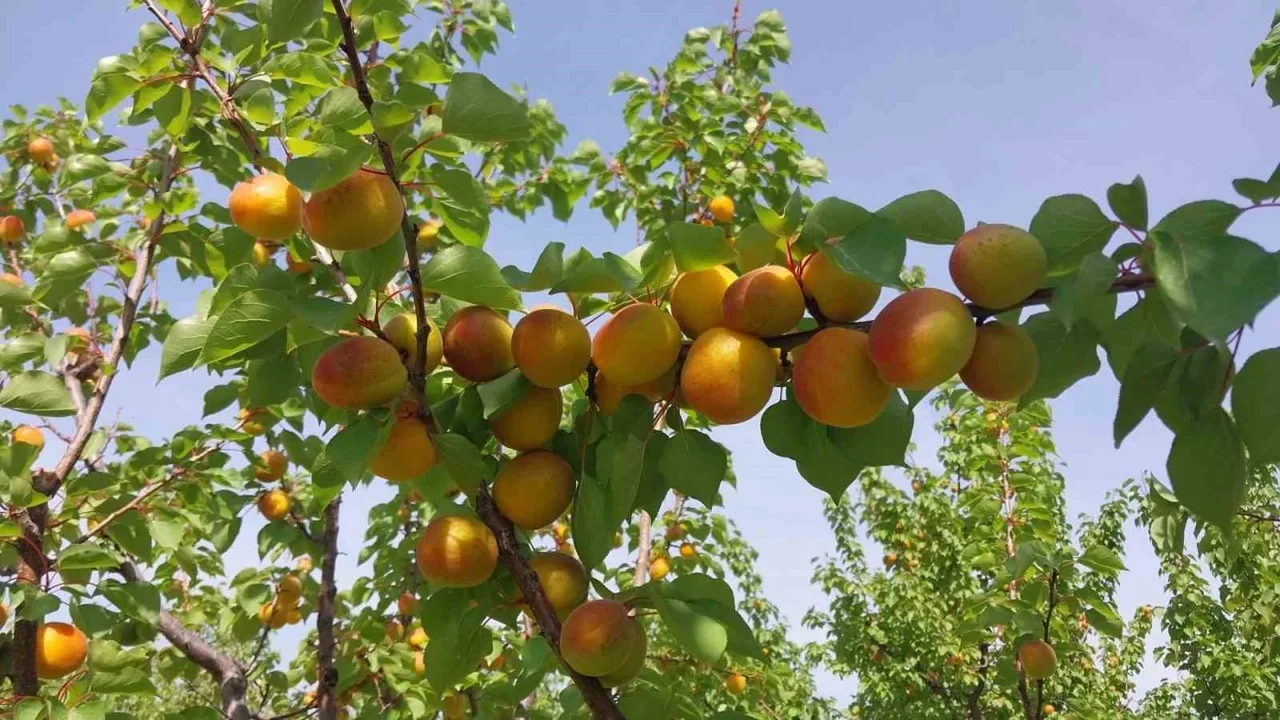 Mut’ta Kayısı Hasadı Başladı 300 Bin Ton Rekolte Bekleniyor!Q