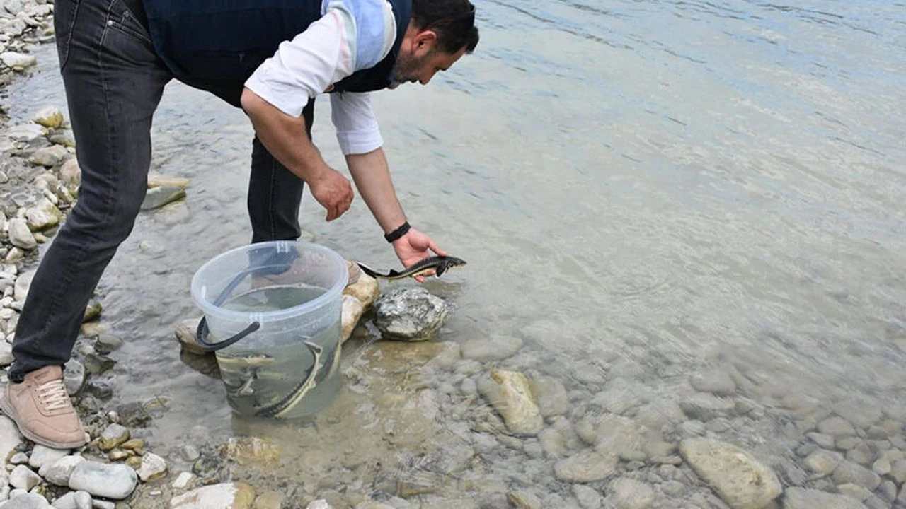 Nesli Tükenme Riski Altındaki 2 Bin Balık Karadeniz’e Salındı!B